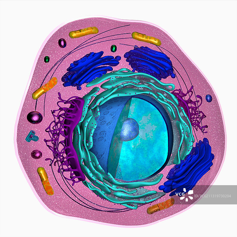 真核细胞，三维模型图片素材