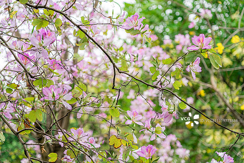 春天盛开的洋紫荆花图片素材