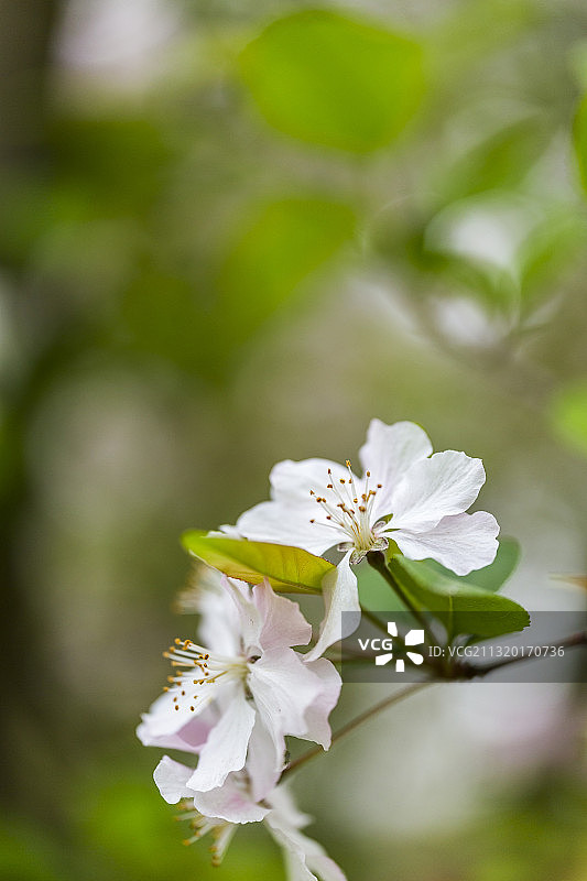 春天海棠花开放图片素材