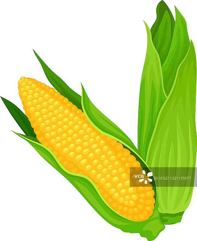 成熟的玉米芯与绿色的叶子秘鲁图片素材