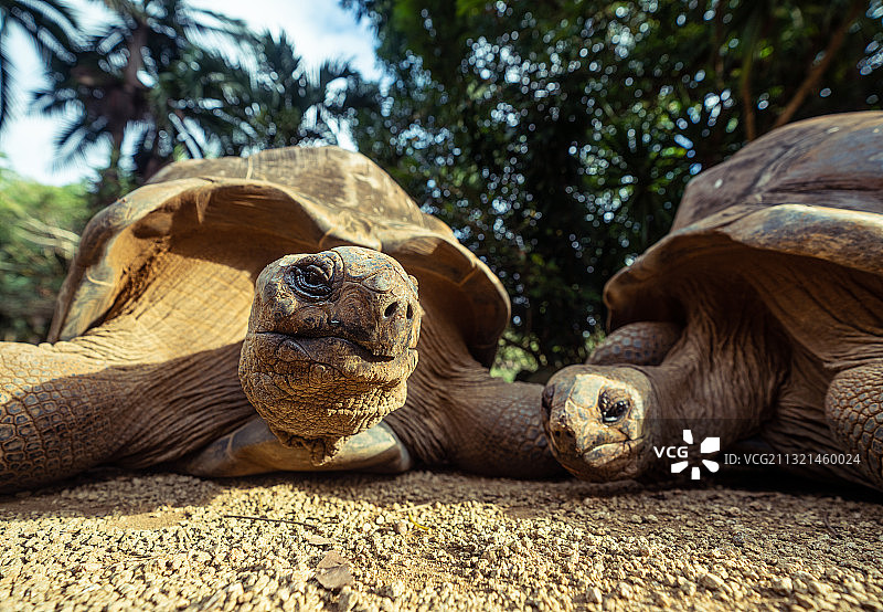 加拉帕戈斯群岛巨型龟壳的特写，毛里求斯岛图片素材