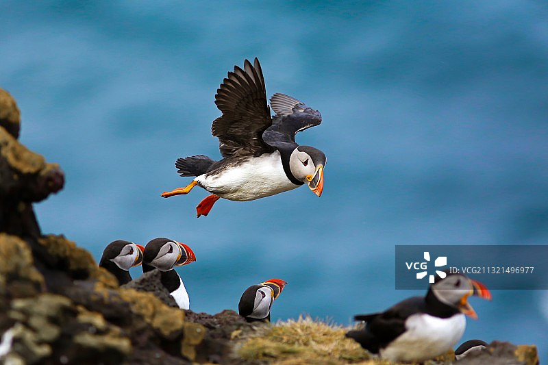冰岛海面上飞鸟的特写图片素材