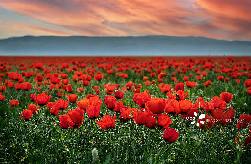 吉尔吉斯斯坦，日落时分，红色罂粟在田野上的特写图片素材