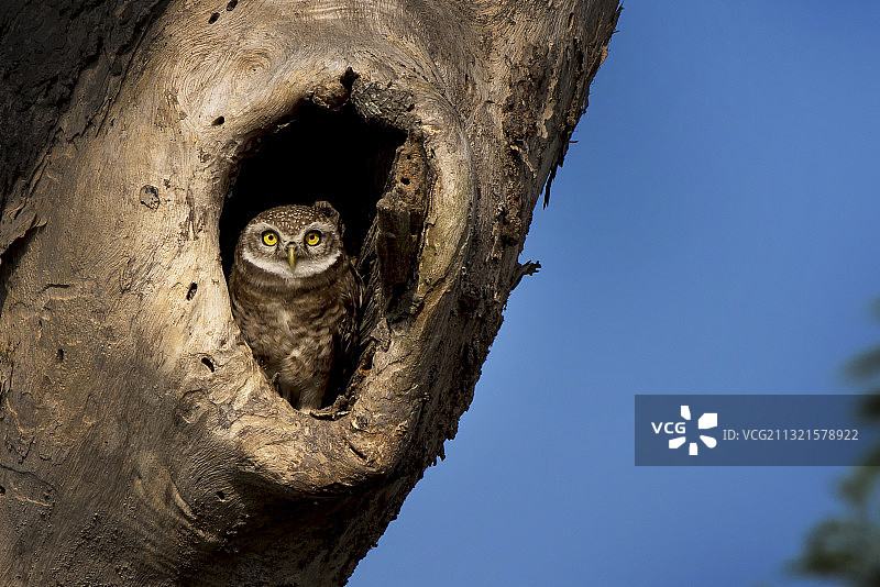 低角度的猫头鹰栖息在树对清澈的蓝天，印度图片素材