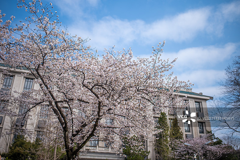 武汉大学樱花图片素材