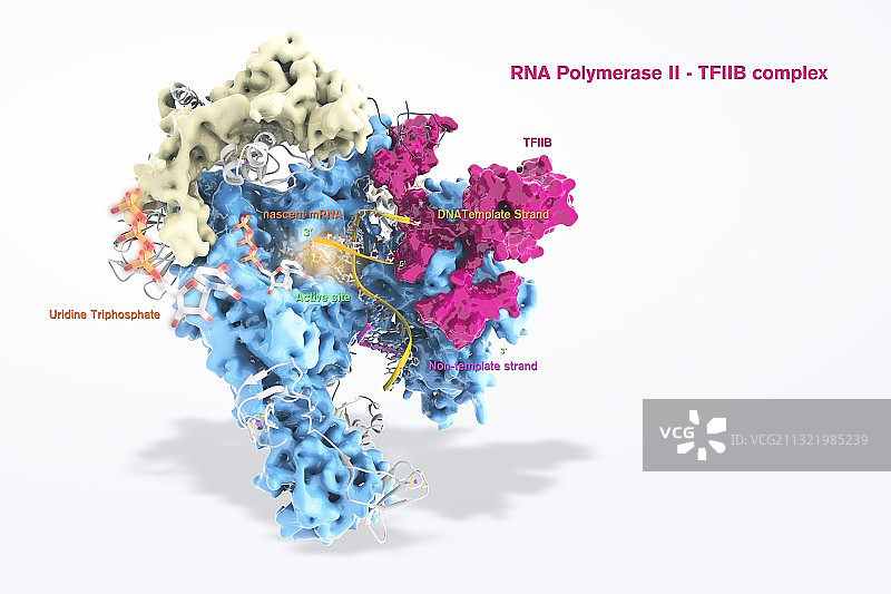 RNA聚合酶II和TFIIB图片素材