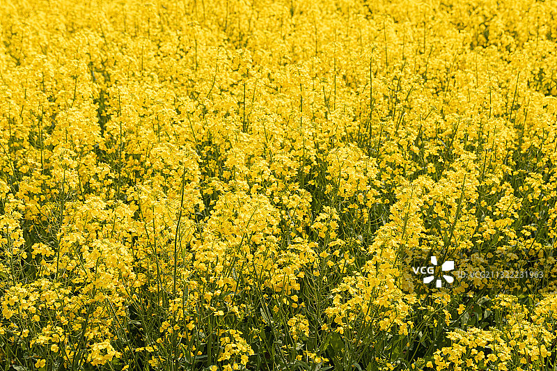 春天田野里盛开的金黄色油菜花图片素材