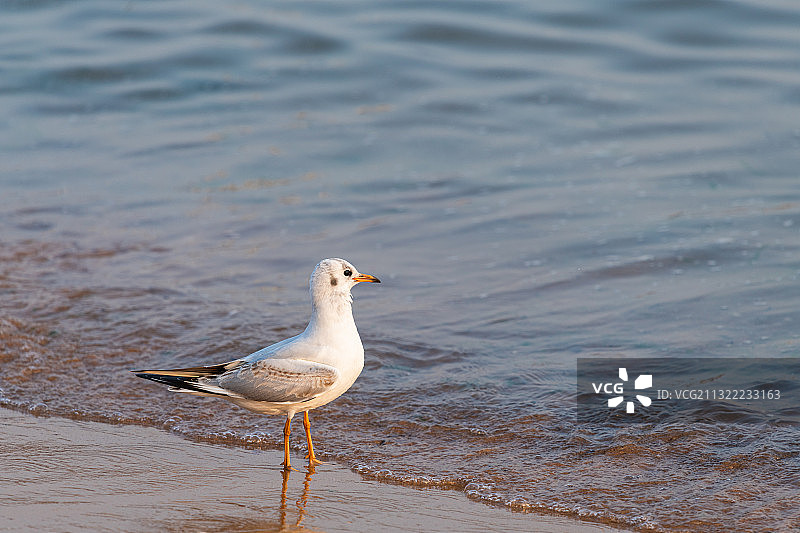 在青岛海边越冬的可爱海鸥图片素材
