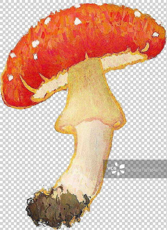 蘑菇元素图片素材