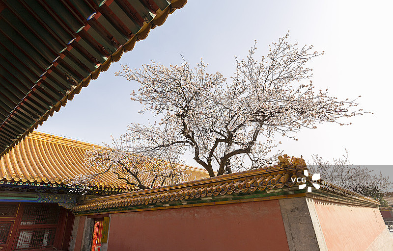 北京故宫的杏花开了图片素材