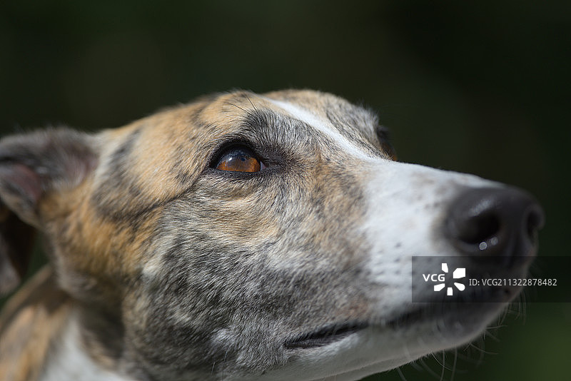 灰狗移开视线的特写，马尔文，英国图片素材
