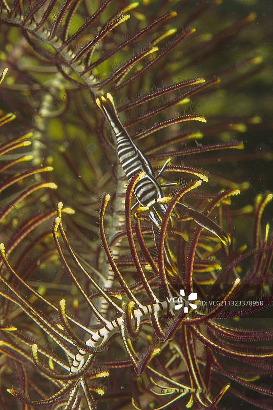 海百合虾对海百合图片素材