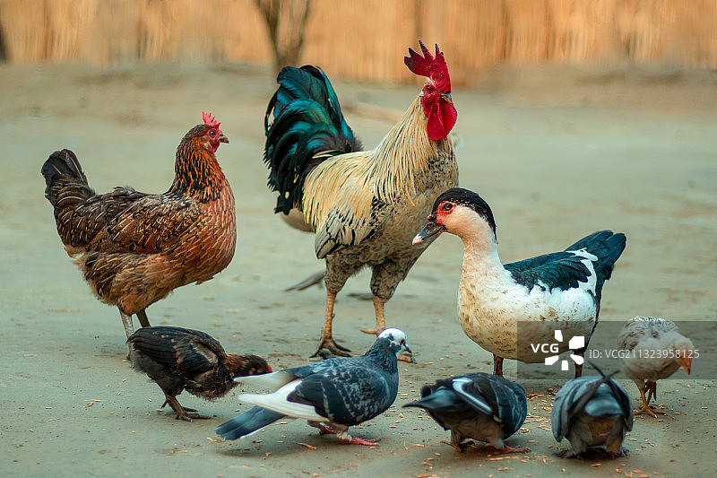 孟加拉国，野鸡的特写镜头图片素材