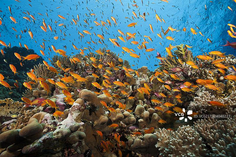 在礁，Elphinstone，红海，埃及，非洲的Lyretail Anthias (pseudoanthias squamipinnis)图片素材