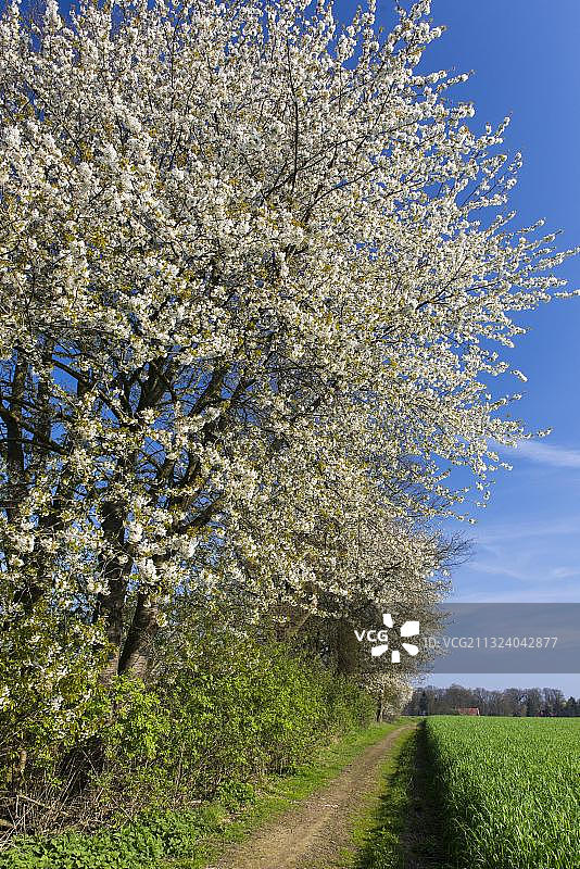 春天开花的樱桃树，奥尔登伯格明斯特兰，下萨克森，德国，欧洲图片素材
