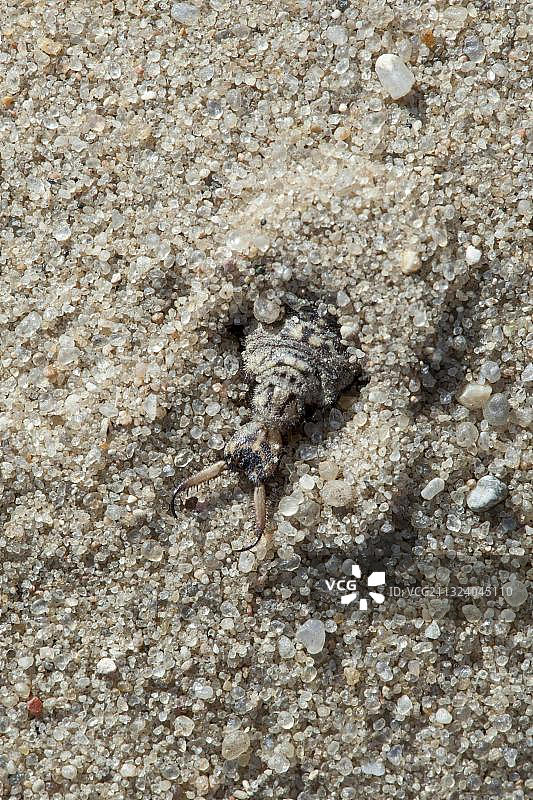 沙中的蚁狮(密尔密龙)，幼虫，石勒苏益格-荷尔斯泰因，德国，欧洲图片素材