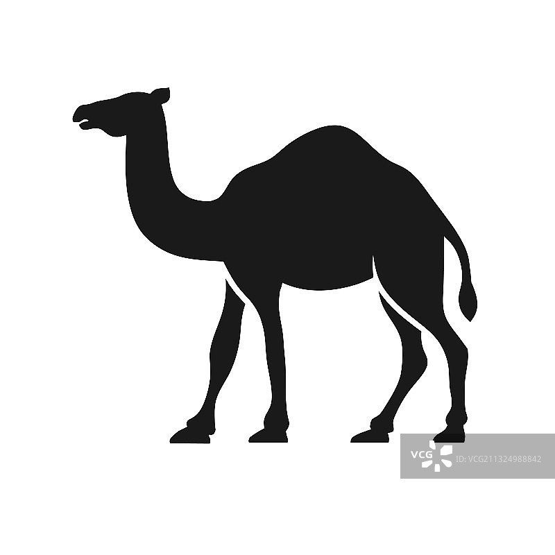 骆驼图片素材