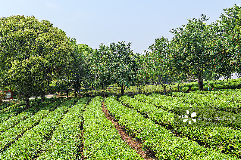 云南省普洱市中华普洱茶博览苑春季景色图片素材