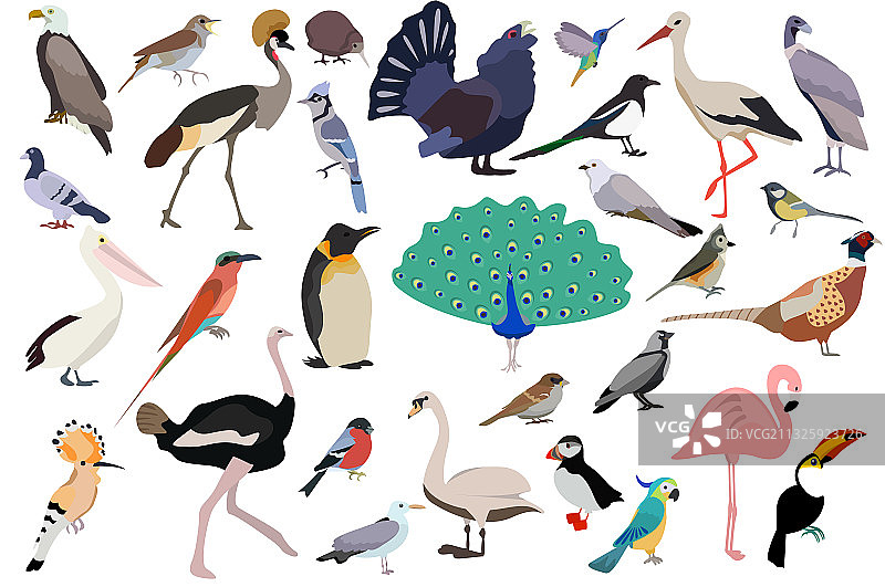 可爱的鸟集与平坦的颜色风格图片素材