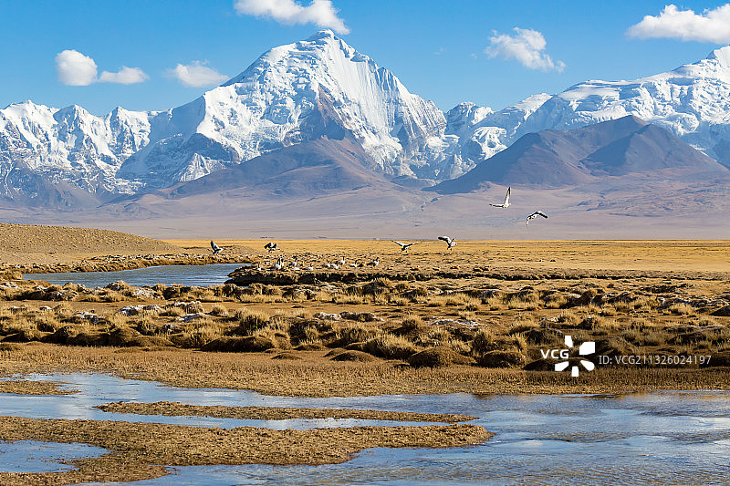 西藏日喀则市亚东县多庆错湿地边的斑头雁和赤麻鸭。图片素材