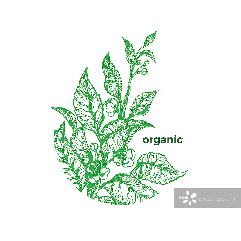 茶树标志在开花的圆形种植园图片素材