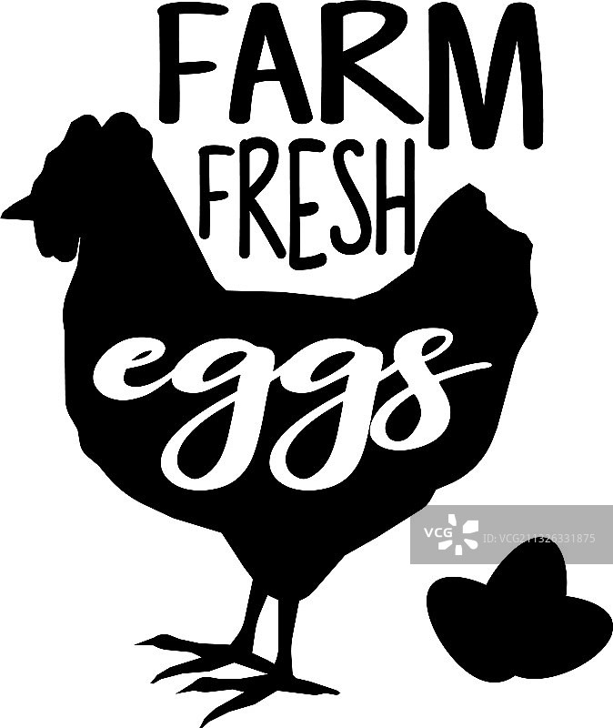 农场的新鲜鸡蛋在白色的背景图片素材