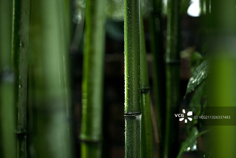 竹子图片素材