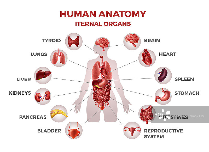 身体内脏器官与女性身体解剖有关图片素材
