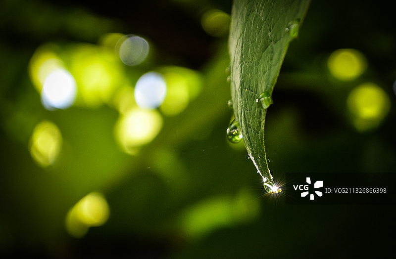 植物上水滴的特写图片素材