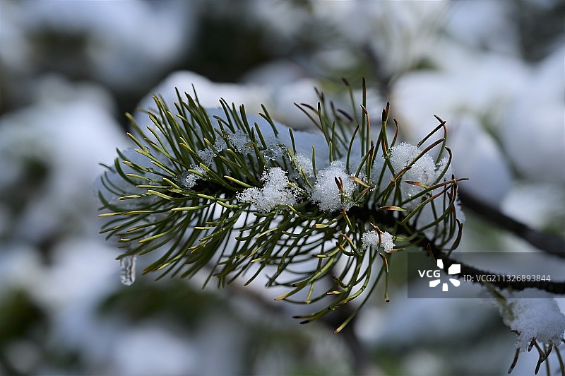 松树上的雪的特写，丹佛，科罗拉多州，美国图片素材