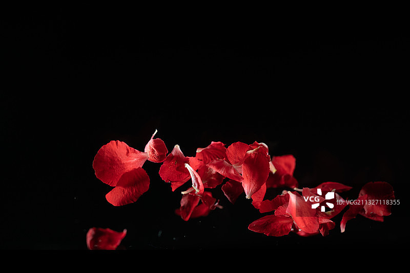 黑色背景跳动的贴梗海棠花花瓣广告素材图片素材