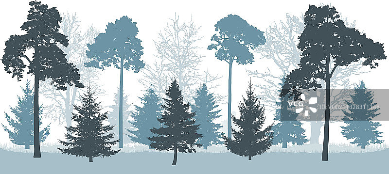 雪林在冬天剪影的树木松树图片素材