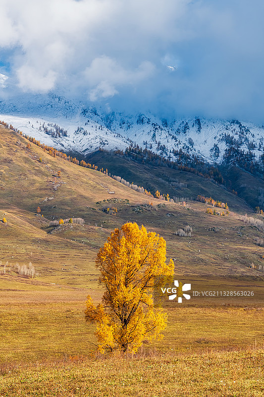 新疆阿勒泰地区布尔津喀纳斯禾木乡秋季雪山下的一棵树户外风光图片素材