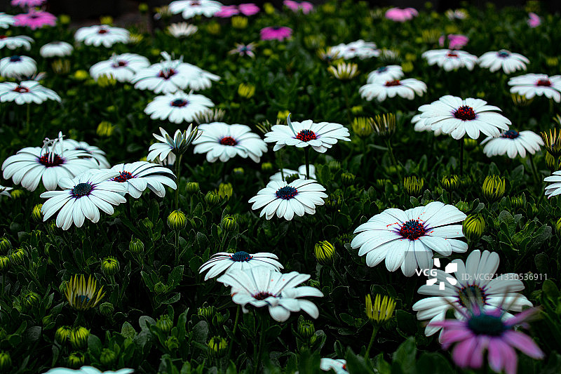 土耳其田野上白色雏菊花的特写图片素材