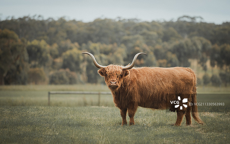 澳大利亚，一头水牛站在田野上图片素材