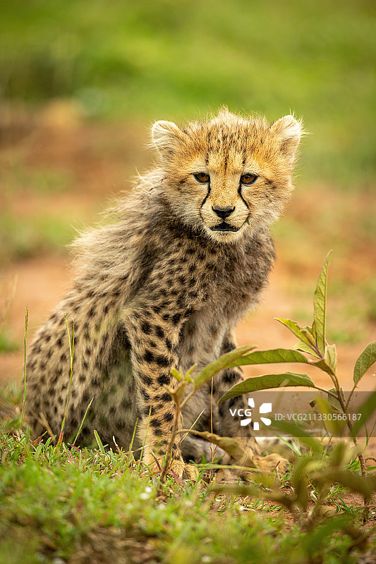 肯尼亚野地上猎豹的肖像图片素材