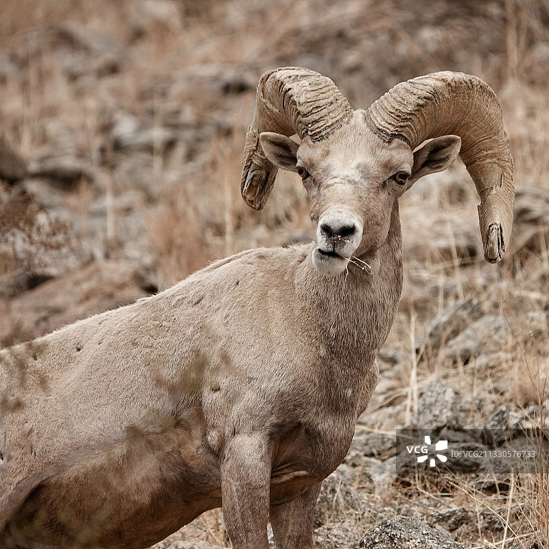 山羊站在田野上的肖像，科切拉山谷，美国，美国图片素材