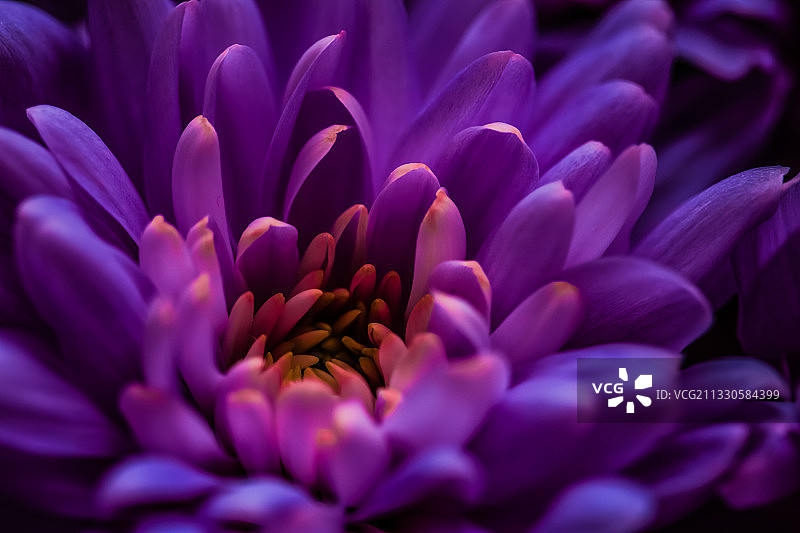 紫色大丽花的特写图片素材
