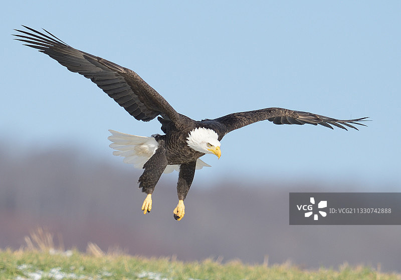 全身式的秃鹰迎着晴朗的天空飞翔图片素材