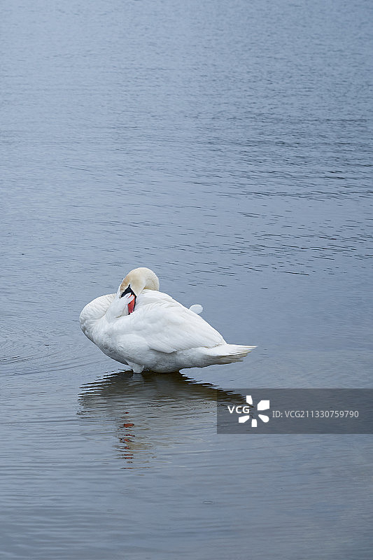 一只在芬兰图尔库湖里游泳的天鹅图片素材