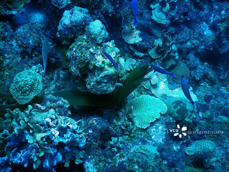马里鳗鱼在海上游泳的特写，库拉索岛图片素材