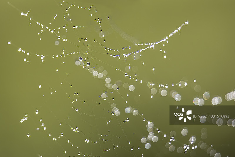 蜘蛛网上的水滴特写图片素材