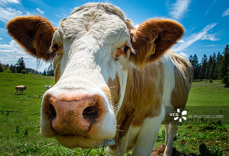 法国约涅，一幅奶牛站在田野上的画像图片素材