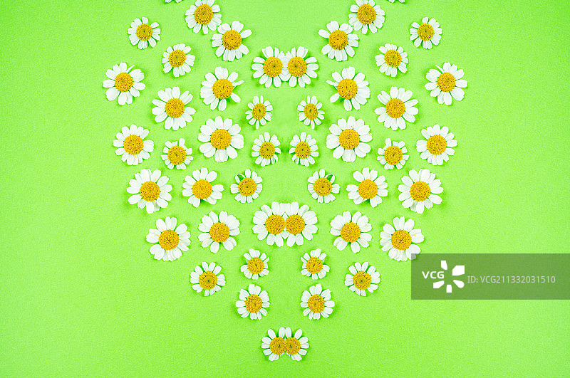 小白菊春天鲜花海报图片素材