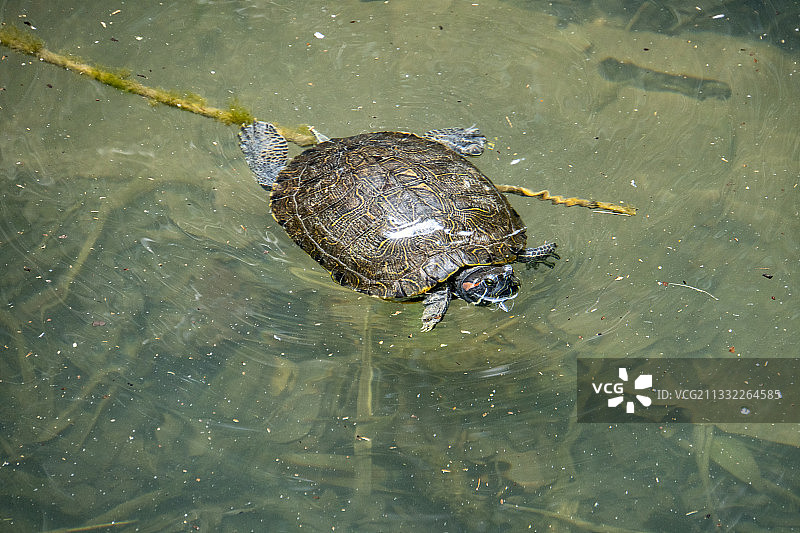 高视角的水龟在湖里游泳图片素材