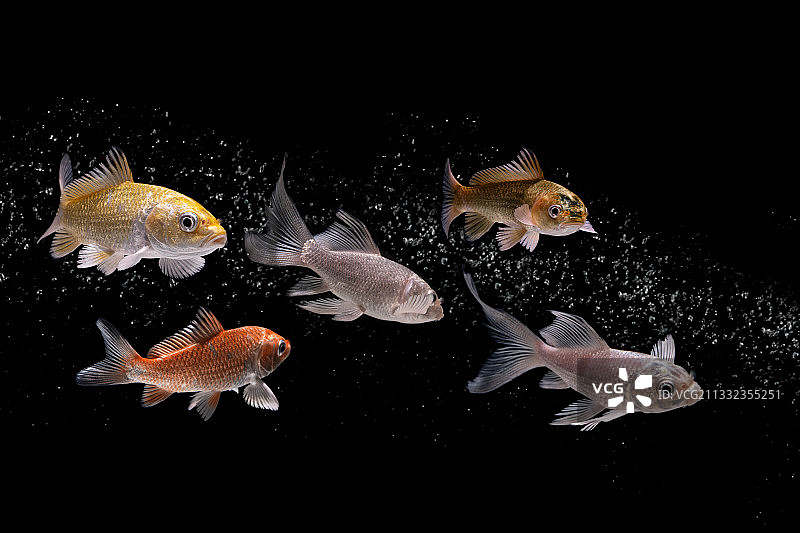 特写金鱼在水池中游泳，Wonosobo，印度尼西亚图片素材
