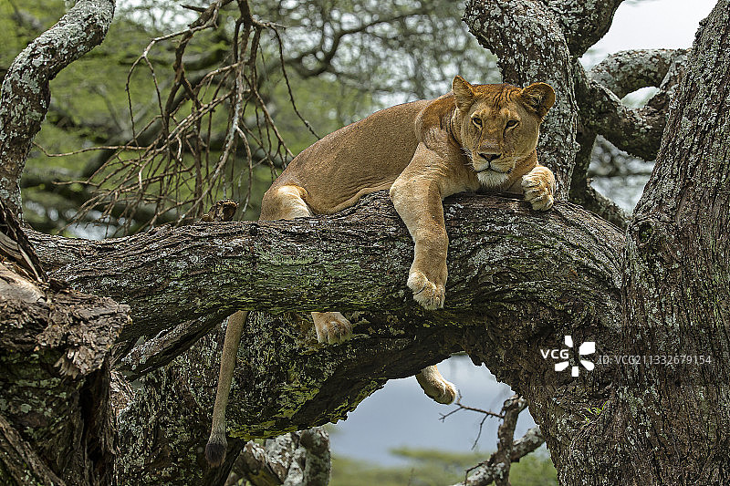 幼狮，恩杜图湖，坦桑尼亚图片素材