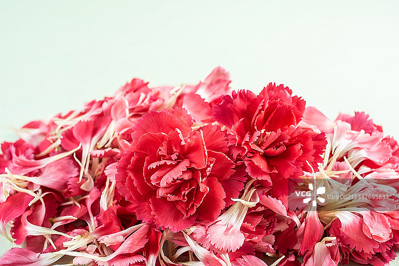 一堆美丽的康乃馨鲜花花瓣海报背景素材图片素材
