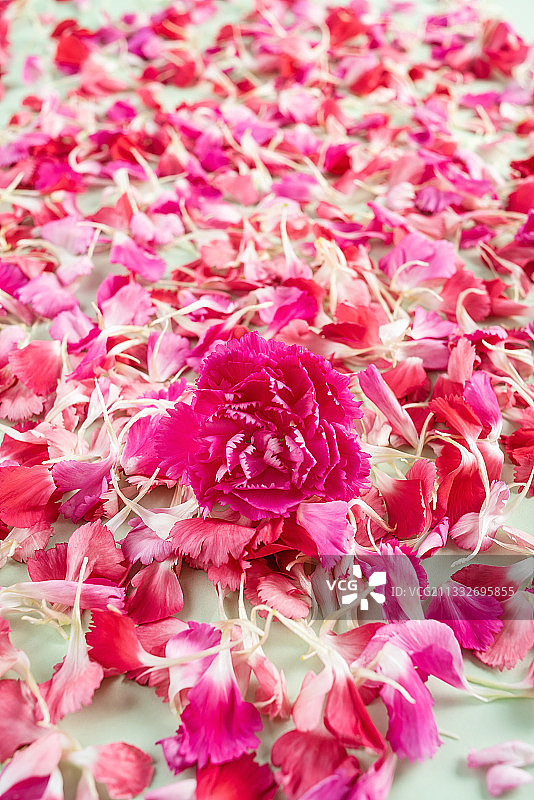 满屏美丽的康乃馨鲜花花瓣海报背景素材图片素材