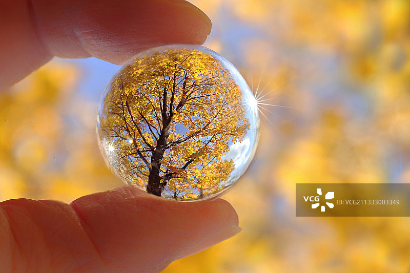 手握水晶球的特写与树木在秋天的反射图片素材
